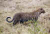 leopardo.jpg (33744 bytes)