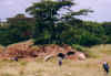 abutre.jpg (27913 bytes)