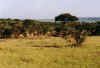 antilopes.jpg (26739 bytes)