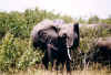 elefante_3.jpg (35657 bytes)