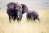 elefante_4.jpg (20130 bytes)