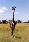 girafa_2.jpg (21899 bytes)