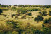 safari_a_pe_bichos.jpg (41769 bytes)