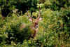 antilope.jpg (40302 bytes)