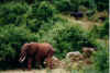 elefante_1.jpg (33762 bytes)
